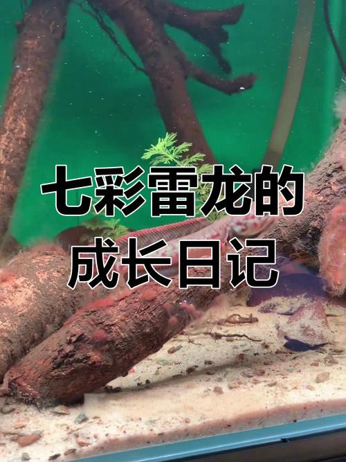 有沒有小型的龍魚苗圖片