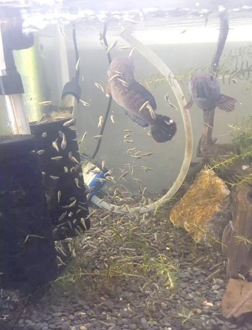 有沒有小型的龍魚苗圖片