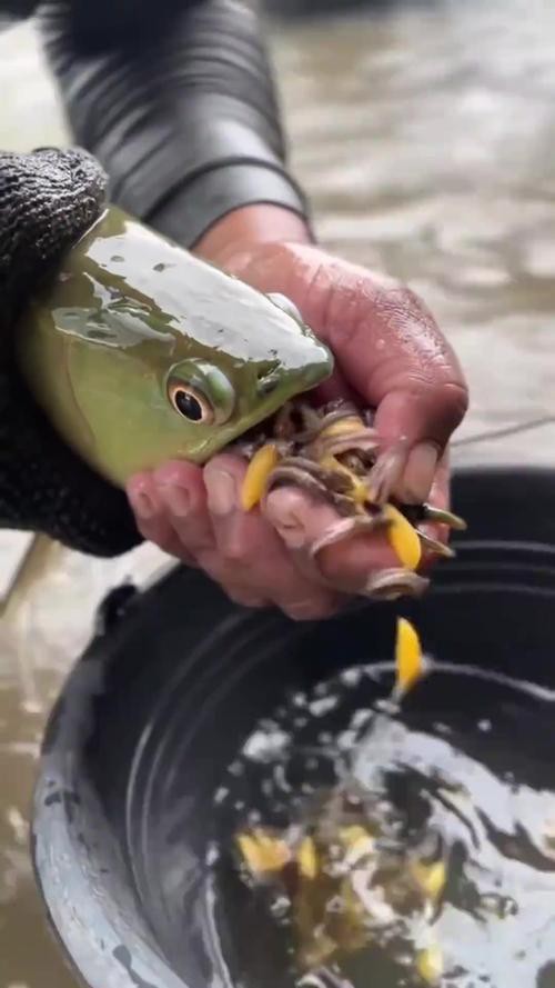 有沒有小型的龍魚苗圖片