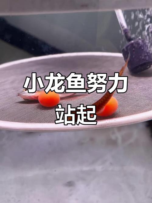 有沒有小型的龍魚苗圖片
