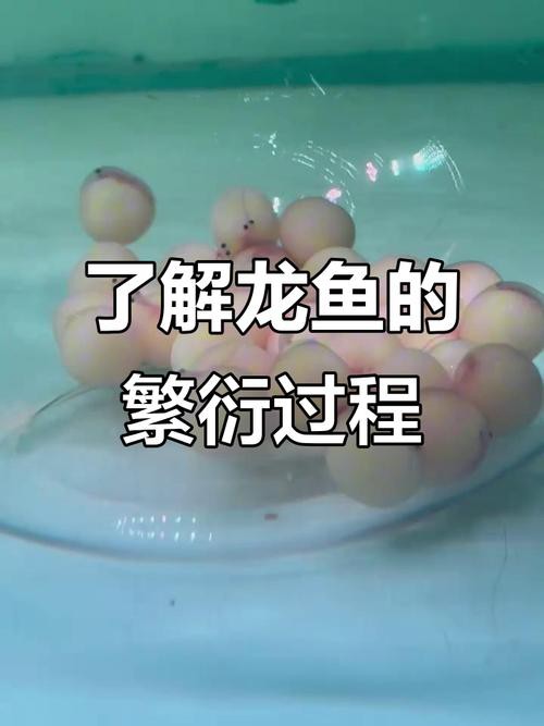 有沒有小型的龍魚苗圖片