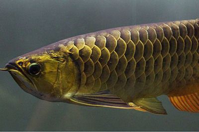 龍魚生命力頑強嗎：龍魚生命力頑強程度信息：龍魚生命力頑強程度的信息 龍魚生命力頑強嗎：龍魚生命力頑強程度信息：龍魚生命力頑強程度的信息 龍魚百科 第2張