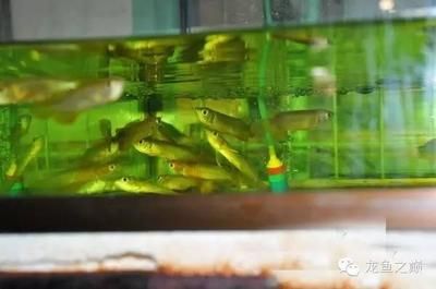 金龍魚那里的：關于金龍魚產地的詳細信息