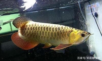 金龍魚是什么顏色的：金龍魚的基本顏色是什么顏色的