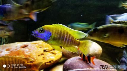 龍魚幾種顏色的魚缸：幾種常見的龍魚顏色和相應的魚缸顏色選擇