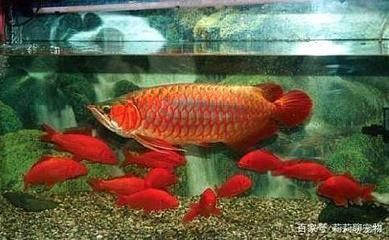 金龍魚要24小時開燈嗎（金龍魚不需要24小時開燈）