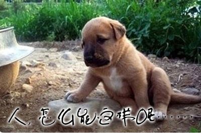 金龍魚被咬了怎么辦：金龍魚被咬傷了怎么辦 金龍魚被咬了怎么辦：金龍魚被咬傷了怎么辦 龍魚百科 第4張