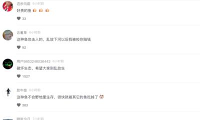 金龍魚被咬了怎么辦：金龍魚被咬傷了怎么辦 金龍魚被咬了怎么辦：金龍魚被咬傷了怎么辦 龍魚百科 第2張