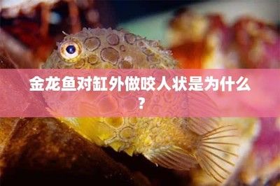 金龍魚被咬了怎么辦：金龍魚被咬傷了怎么辦 金龍魚被咬了怎么辦：金龍魚被咬傷了怎么辦 龍魚百科 第3張