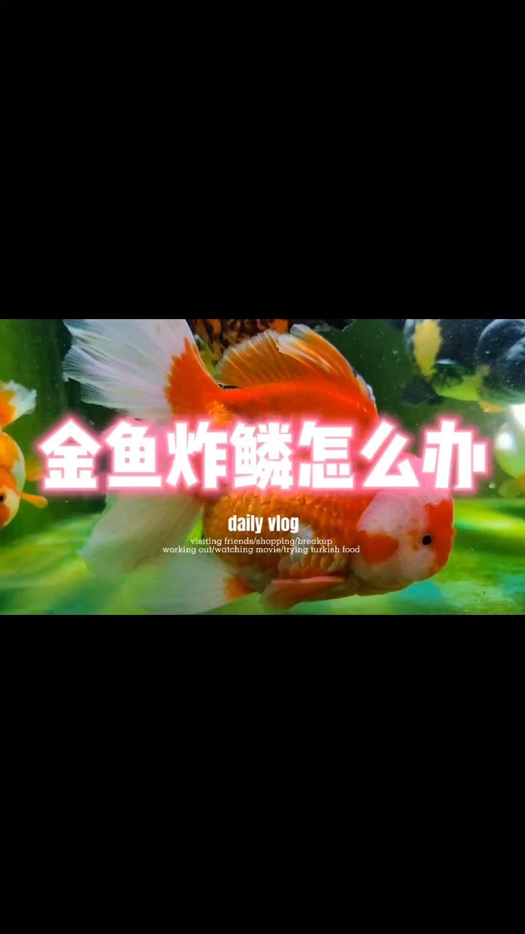 金魚炸鱗自愈后還會復發嗎？