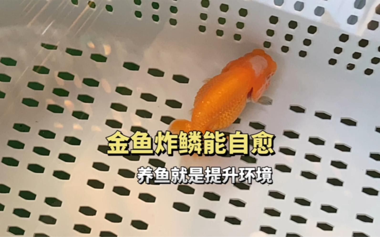 金魚炸鱗自愈后還會復發嗎？