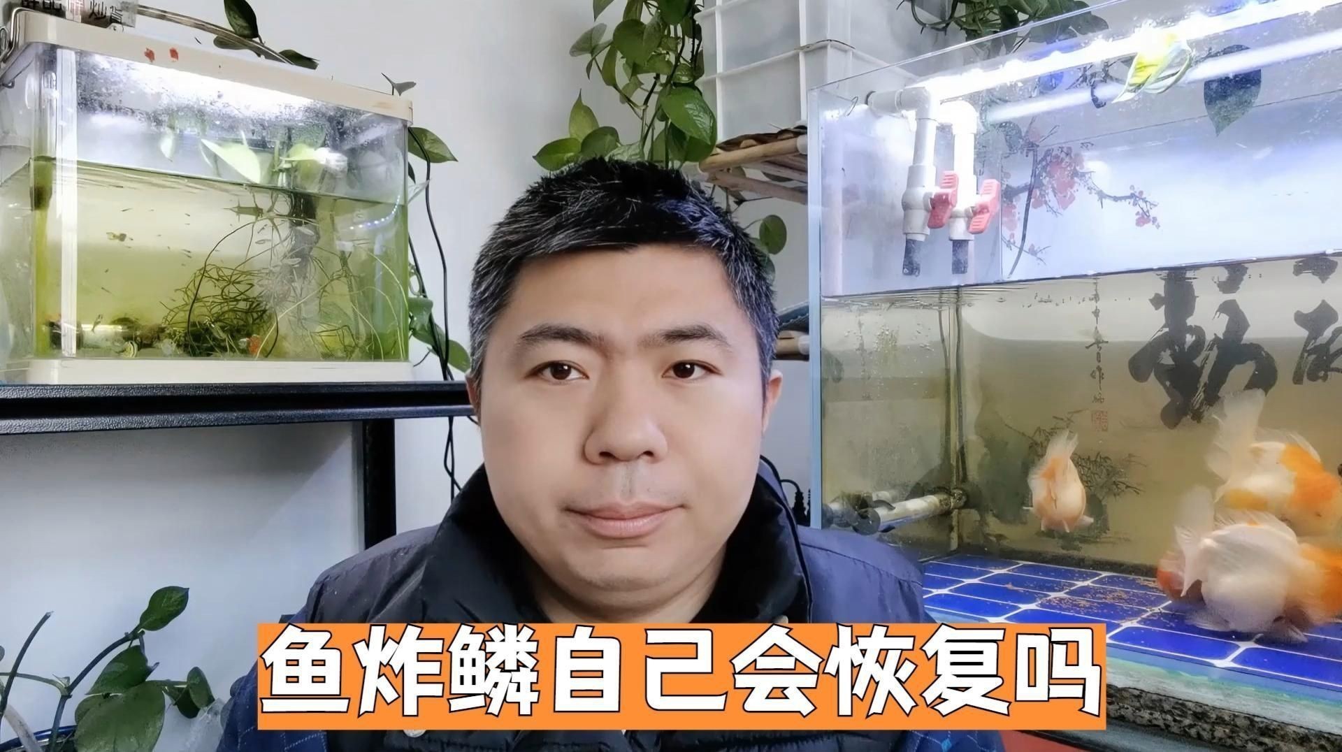 金魚炸鱗自愈后還會復發嗎？
