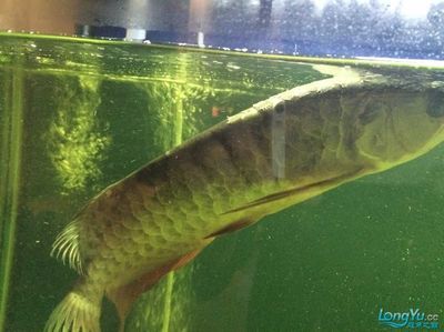 龍魚爛尾能恢復(fù)原樣嗎，龍魚爛尾后如何護(hù)理