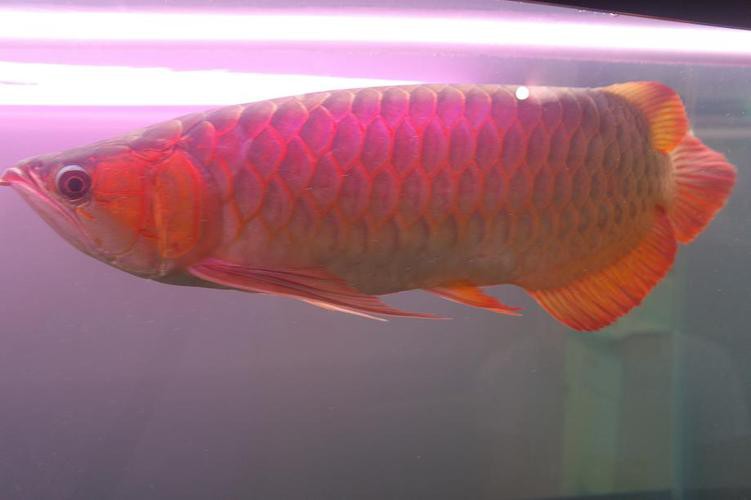 紅尾金龍魚價格及圖片