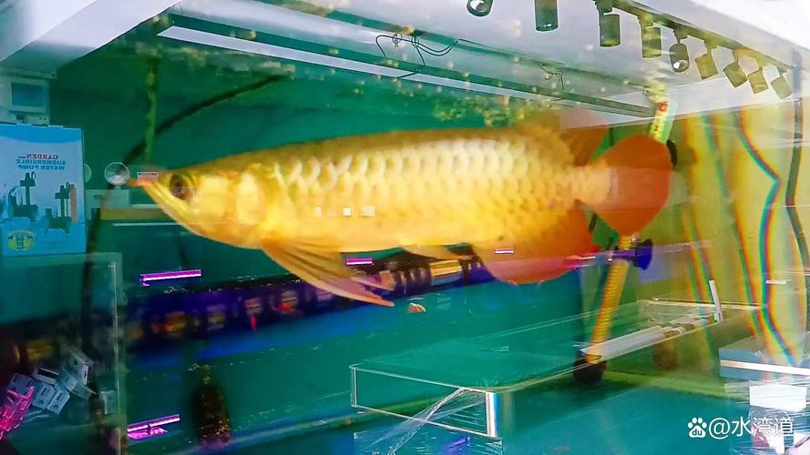 紅尾金龍魚價格及圖片