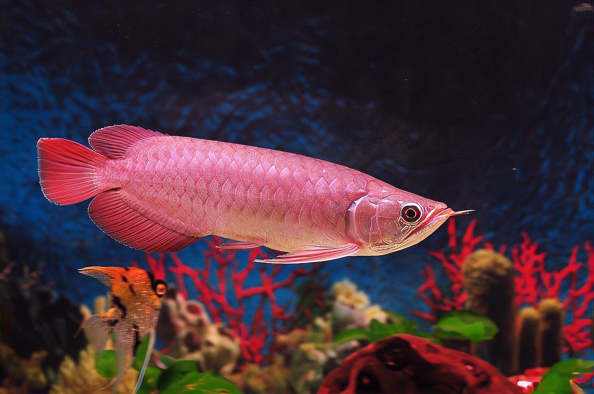 紅龍魚買什么品種好看又好養 紅龍魚買什么品種好看又好養 龍魚百科 第13張