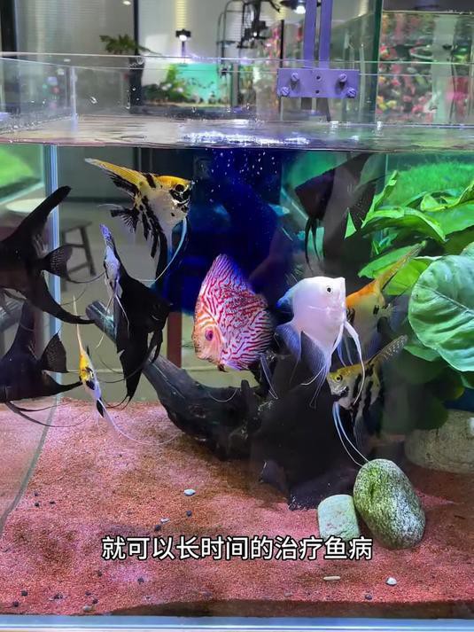 哪種藥物是龍魚檢疫的必備品？