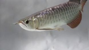 金龍魚吃不進去東西：金龍魚不吃東西怎么辦