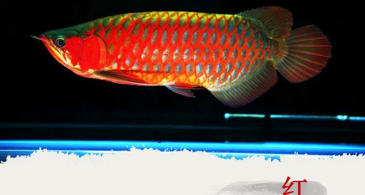紅龍魚金龍魚壁畫（紅龍魚和金龍魚的壁畫設計） 紅龍魚金龍魚壁畫（紅龍魚和金龍魚的壁畫設計） 龍魚百科 第4張