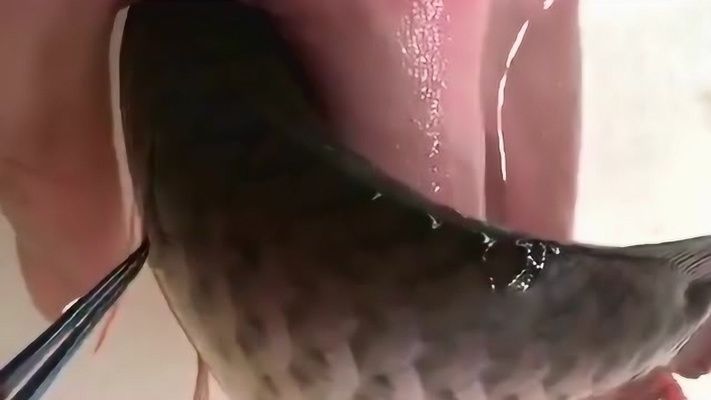 黃粉能去除龍魚身上的寄生蟲嗎：黃粉作為一種殺菌藥物并不適合去除龍魚身上的寄生蟲