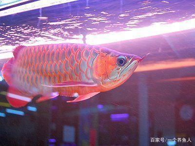 十大龍魚燈排名品種（專業級龍魚燈品牌有哪些？）