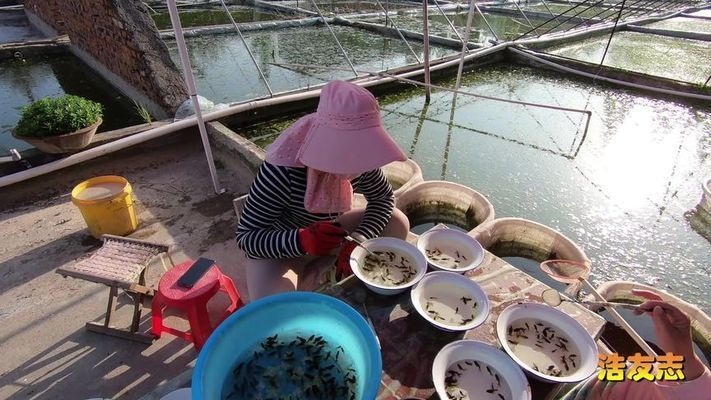 杭州金龍魚熱帶魚養殖基地在哪里啊，杭州金龍魚熱帶魚養殖基地