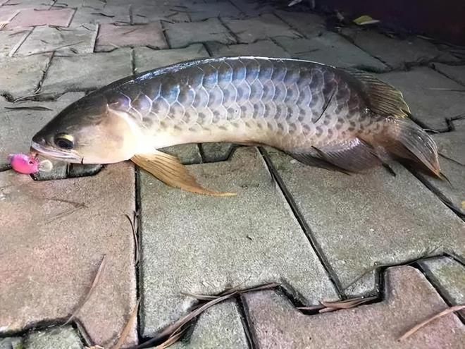 金龍魚能長多大？：一條身長1米多的金龍魚:這才叫真正的夠霸氣! 金龍魚能長多大？：一條身長1米多的金龍魚:這才叫真正的夠霸氣! 龍魚百科 第1張