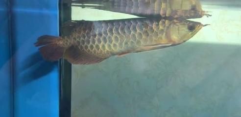 金龍魚能長多大？：一條身長1米多的金龍魚:這才叫真正的夠霸氣! 金龍魚能長多大？：一條身長1米多的金龍魚:這才叫真正的夠霸氣! 龍魚百科 第2張