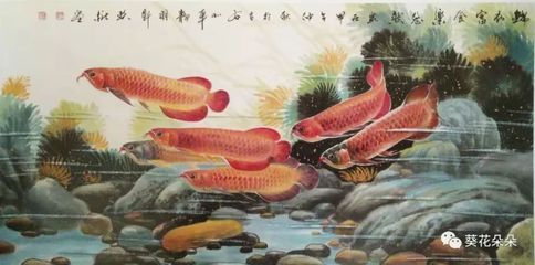 金龍魚魚類的來歷是什么：金龍魚的來歷是什么 金龍魚魚類的來歷是什么：金龍魚的來歷是什么 龍魚百科 第2張