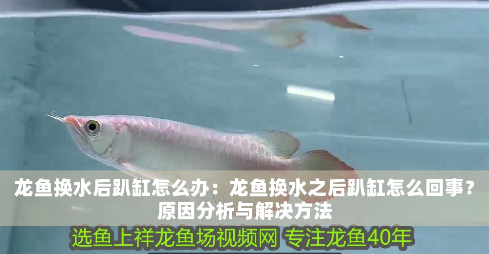 龍魚換水后趴缸怎么辦：龍魚換水之后趴缸怎么回事？原因分析與解決方法