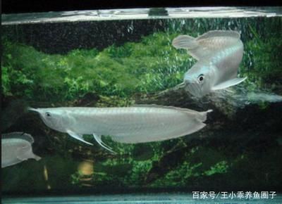 你知道銀龍魚長(zhǎng)什么樣：銀龍魚是一種常見(jiàn)的淡水魚類，以其優(yōu)雅的體態(tài)和亮麗的顏色而聞名