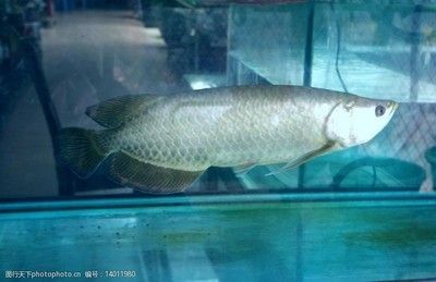你知道銀龍魚長(zhǎng)什么樣：銀龍魚是一種常見(jiàn)的淡水魚類，以其優(yōu)雅的體態(tài)和亮麗的顏色而聞名