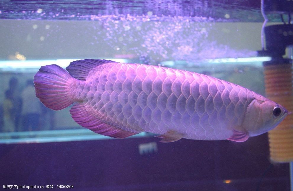 你知道銀龍魚長什么樣：銀龍魚是一種常見的淡水魚類，以其優(yōu)雅的體態(tài)和亮麗的顏色而聞名