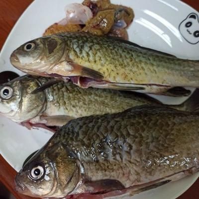 龍魚喂小鯽魚好嗎怎么喂：喂龍魚小鯽魚可行嗎