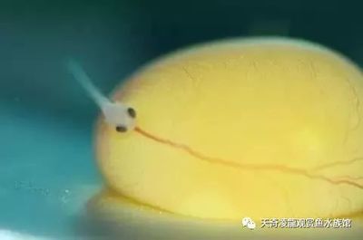 龍魚(yú)晚上這陣陣的跳動(dòng)（龍魚(yú)晚上跳動(dòng)可能是什么原因引起的？）