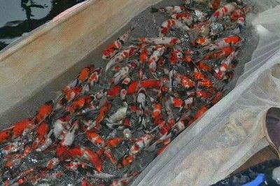 大正錦鯉秋季飼料配方：大正錦鯉秋季飼料配方及注意事項