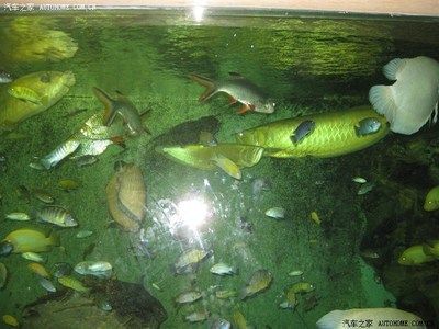 龍魚之家水族館：泉州龍魚之家水族館