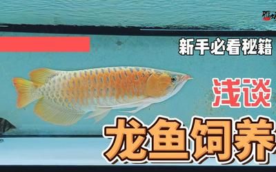 龍魚最佳配魚排行（如何選擇龍魚的標準配魚）
