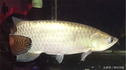 龍魚掉鱗了還能長出來嗎：龍魚掉鱗后能否再生