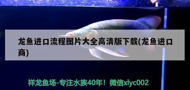 龍魚進口流程視頻講解大全：龍魚的進口流程包括哪些