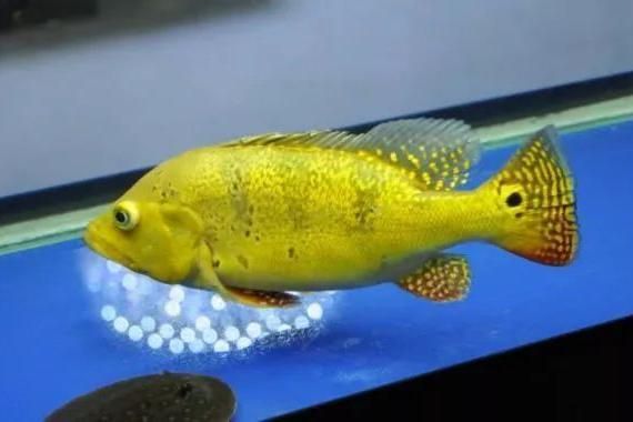 龍魚和巴西亞帝王三間一起混養(yǎng)好嗎：龍魚和巴西亞帝王三間混養(yǎng)