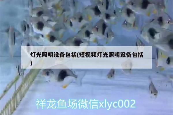 銀龍魚夜間照明的最佳方案：銀龍魚夜間照明對健康的影響