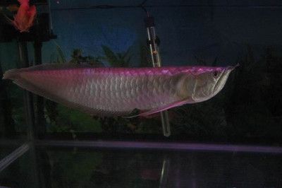 銀龍魚夜間照明的最佳方案：銀龍魚夜間照明對健康的影響