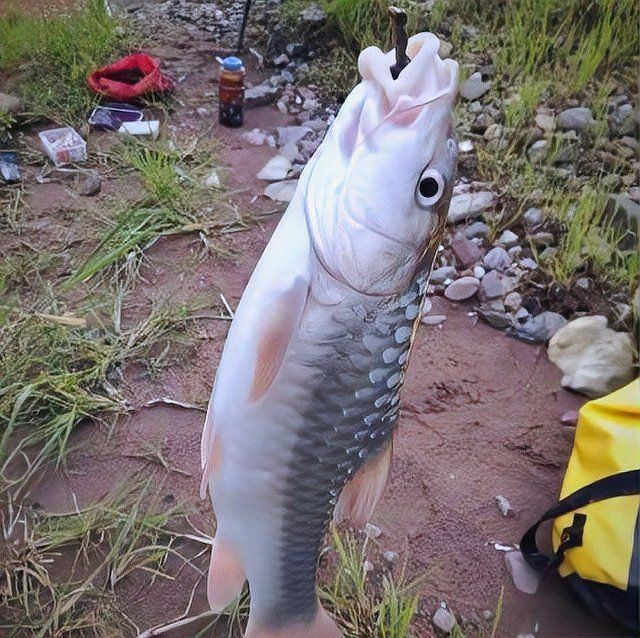 馬來忘不了魚價格一覽表