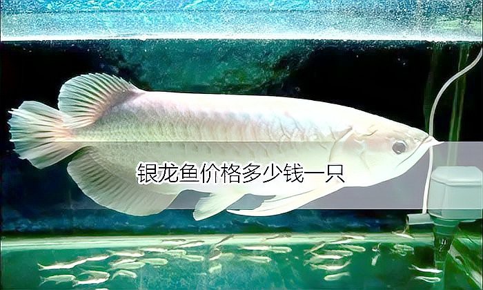 白化銀龍魚的價格是多少？
