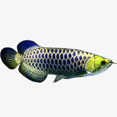 白化銀龍魚的價格是多少？