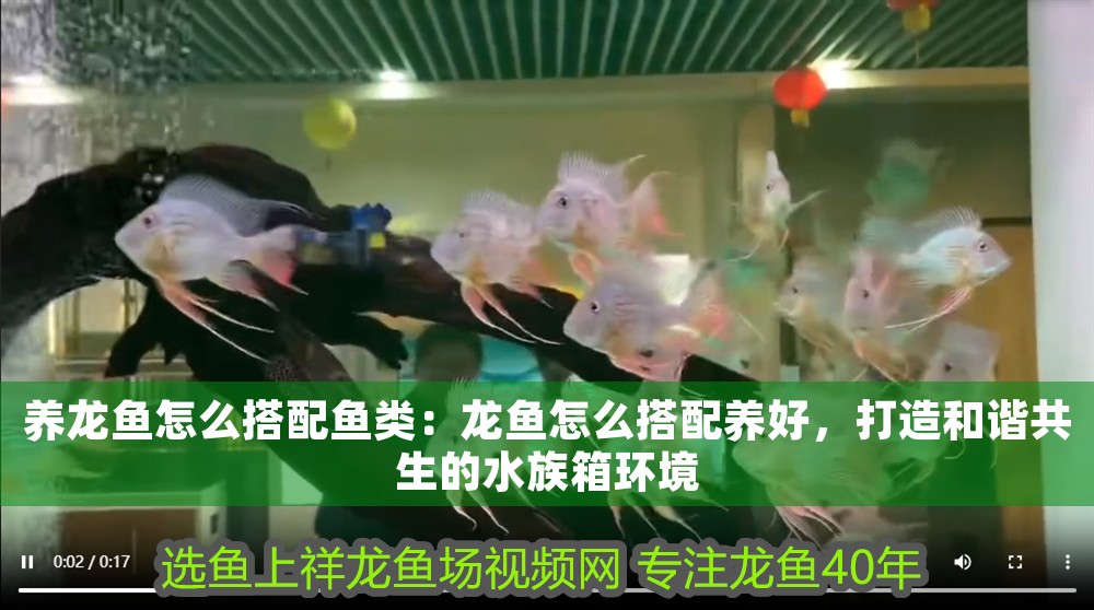 養(yǎng)龍魚怎么搭配魚類：龍魚怎么搭配養(yǎng)好，打造和諧共生的水族箱環(huán)境