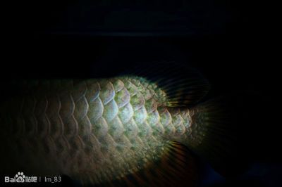 龍魚吧 百度貼吧（龍魚養殖常見問題解答）