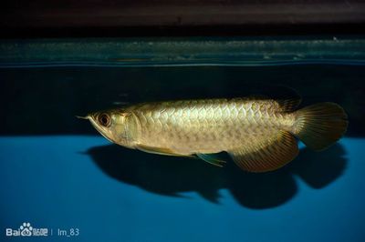 龍魚吧 百度貼吧（龍魚養殖常見問題解答）