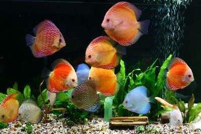 龍魚配七彩神仙好嗎怎么養：龍魚和七彩神仙魚在理論上可以混養的成功與否取決于多種因素